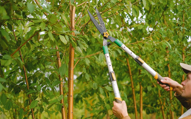 Tree trimming in Bement, IL